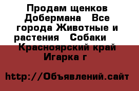 Продам щенков Добермана - Все города Животные и растения » Собаки   . Красноярский край,Игарка г.